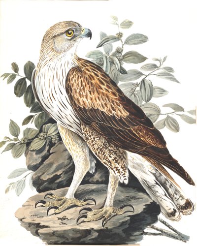 Bonelli